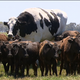 Large cow visible at center-left of image.